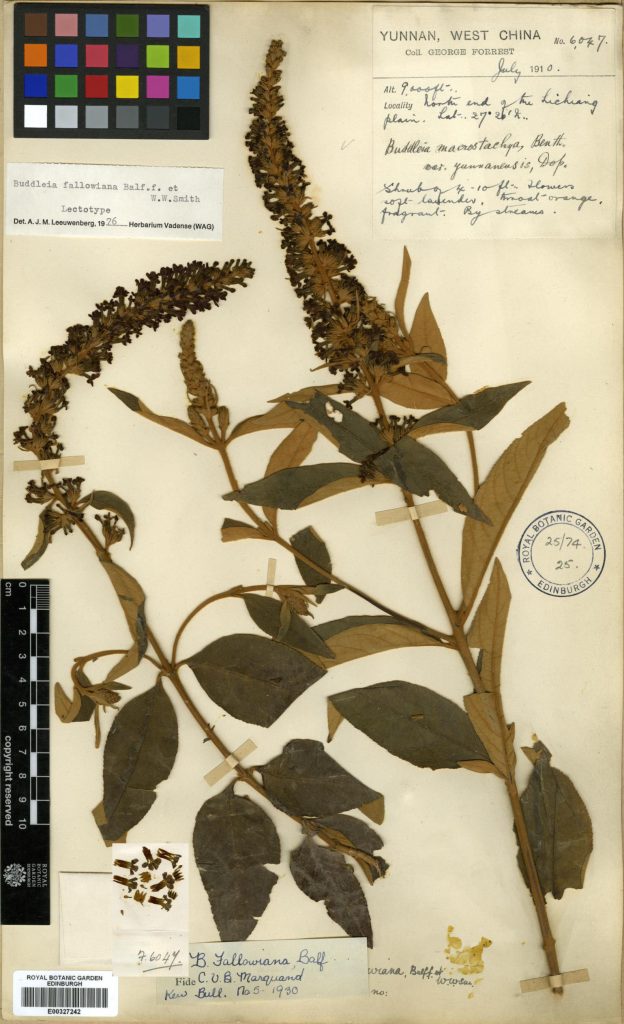 One of George Forrest's Buddleia fallowiana herbarium specimens, this one collected north of Lijiang, Yunnan, in July 1910.