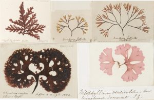 Top row: Odanthalia dentata & Furcellaria lumbricalis. Bottom row: Chondrus crispus & Drachiella heterocarpa.