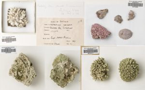 Top row: Phymatolithon calcareum & Lithothamnion glaciale. Bottom row: Phymatothamnion purpureum & Lithothamnion glaciale.