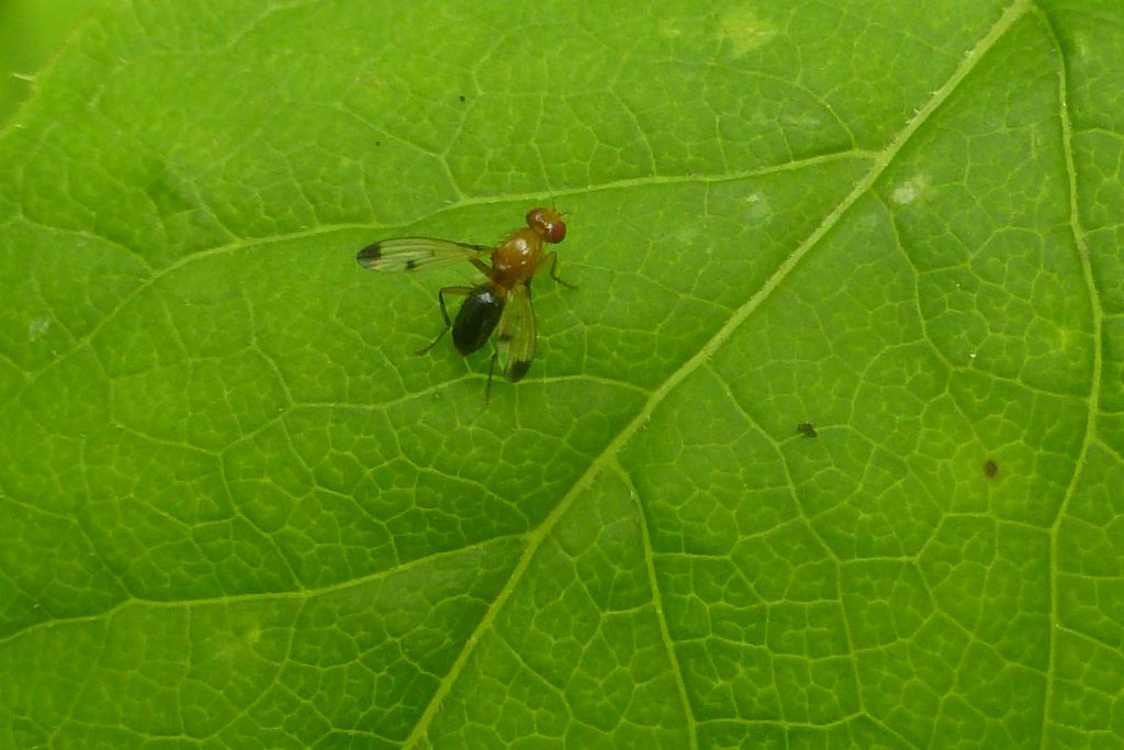 Geomyza balachowskyi, 10 July. Photo Robert Mill