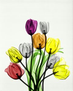 Tulips by Arie van't Riet, part of Photosynthesis exhibition.