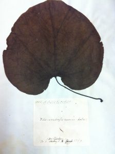 Aristolochia 1781 leaf morphology