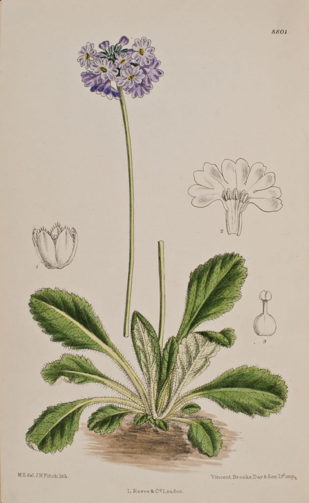 Primula bellidifolia from Curtis's Botanical Magazine, 8801, v.145, 1919.