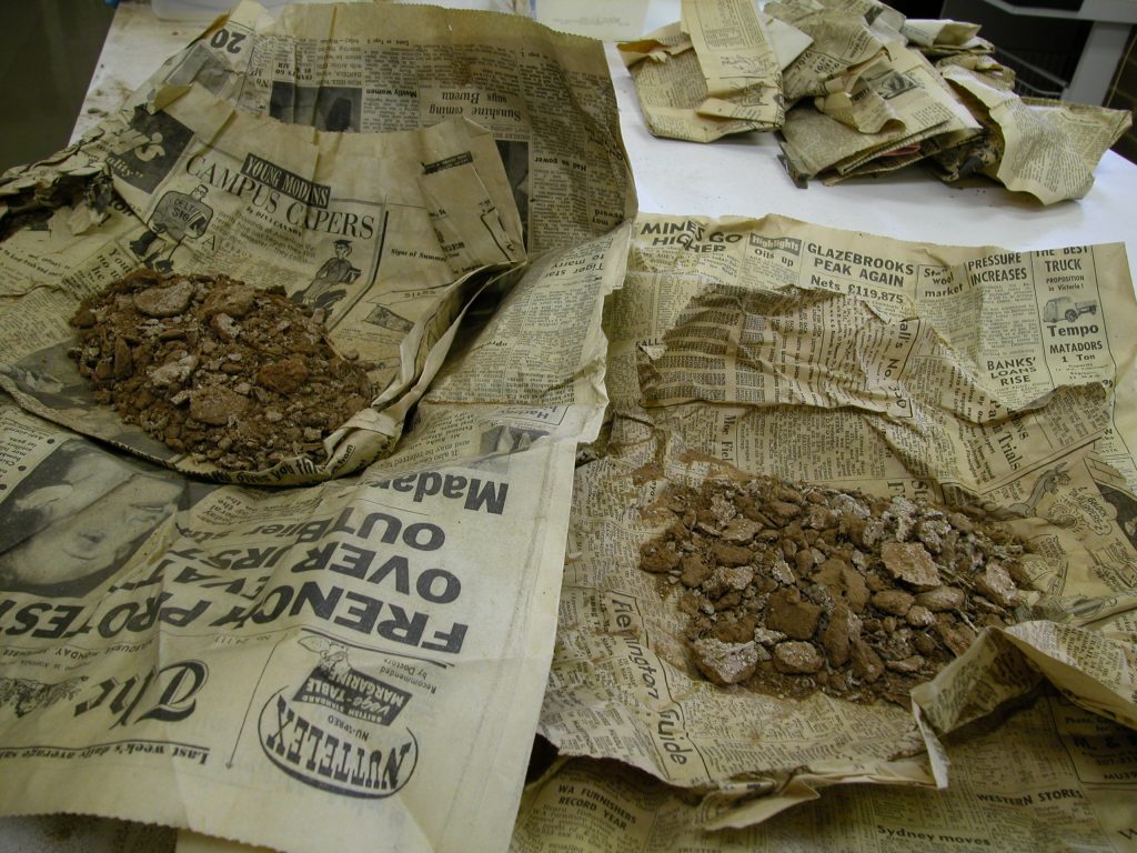 Monocarpus specimens collected by Carr
