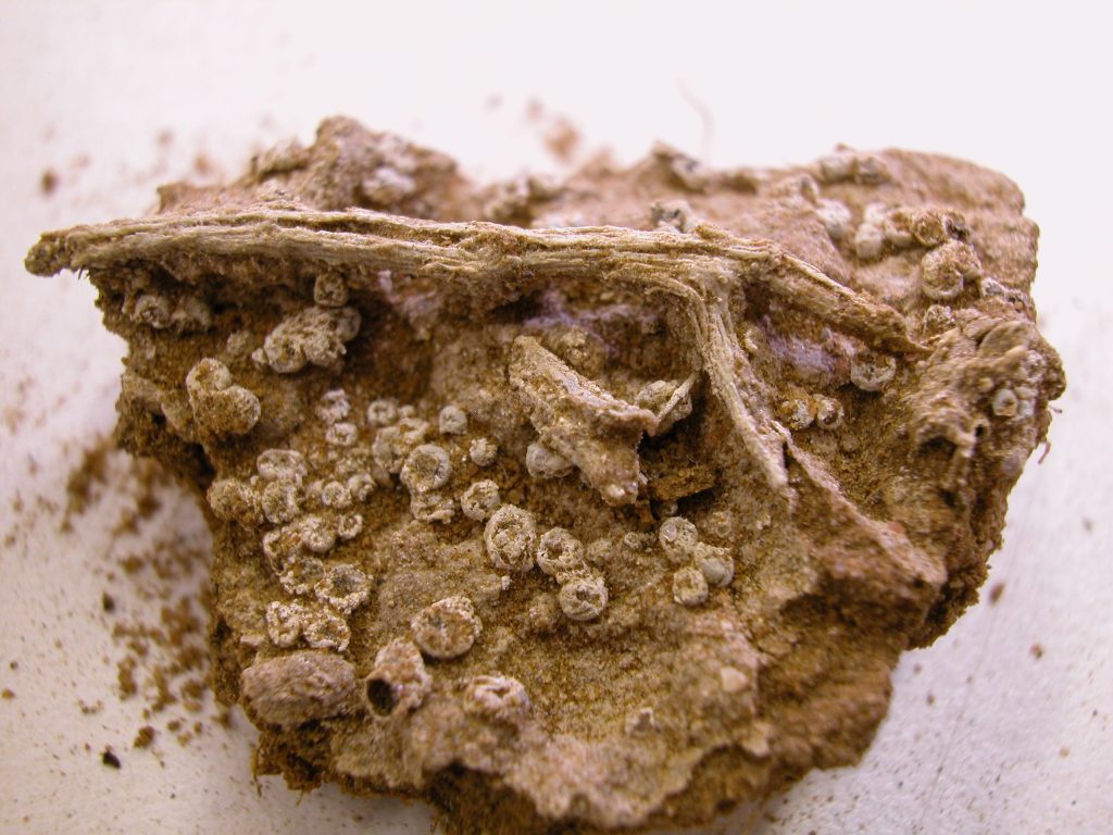 Monocarpus specimen collected by Carr, photographed by Chris Cargill