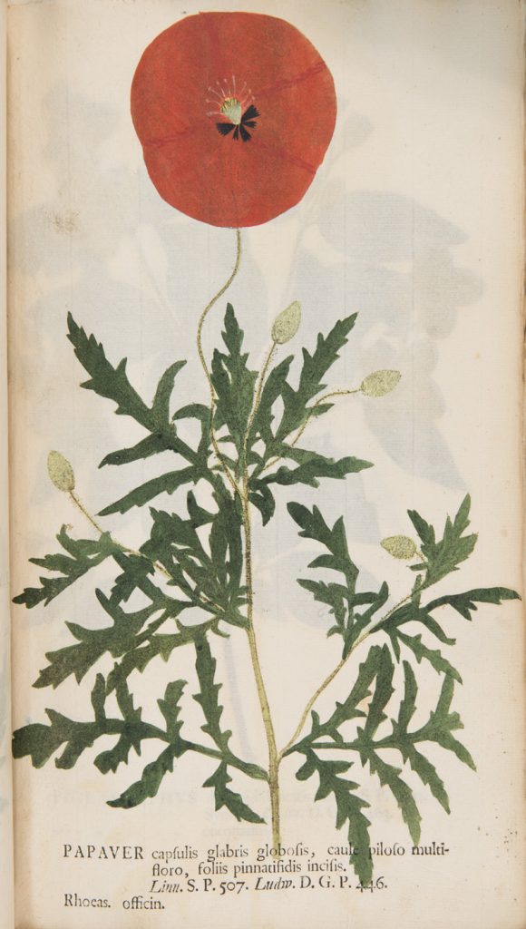 Papaver rhoeas in J.H. Kniphof's 'Botanica in Originali seu Herbarium Vivum', V: Halae Magdeburgicae (1762)