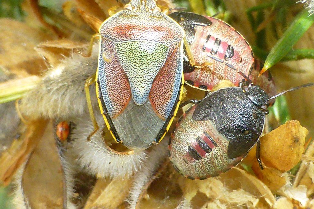Gorse Shield Bug (Piezodorus lituratus) adult and nymphs, 24 August 2015. Photo Robert Mill.