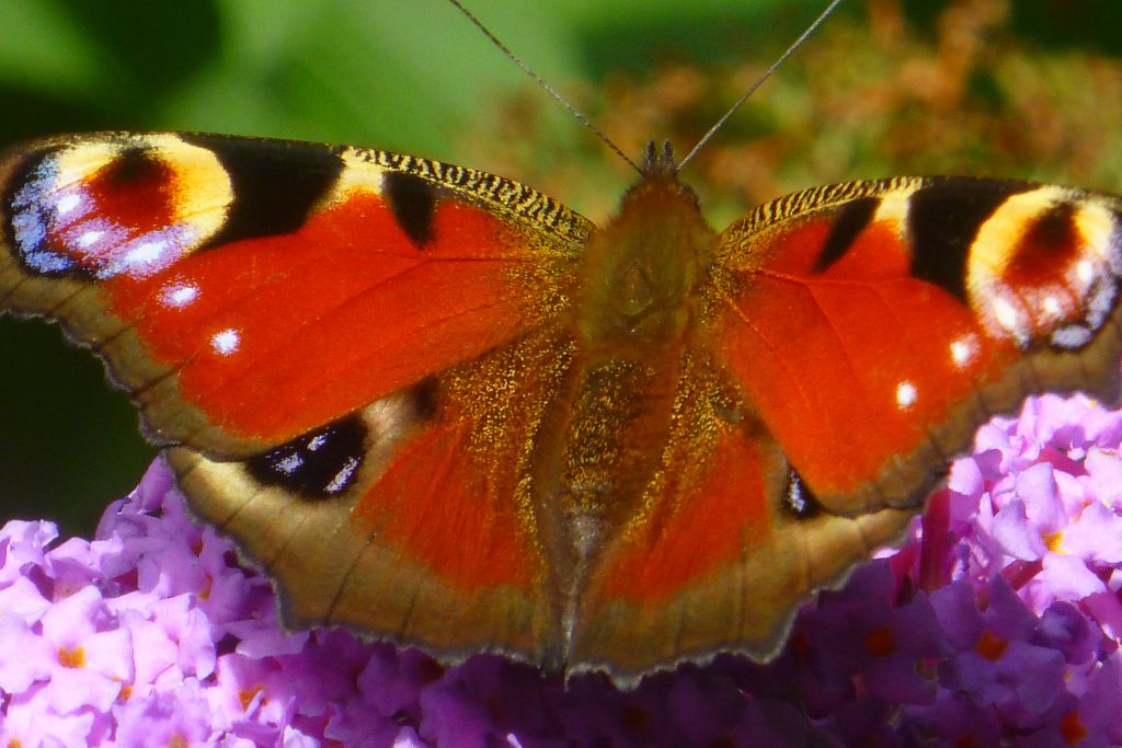 Peacock butterfly (Inachis io), 31 August 2015. Photo Robert Mill.