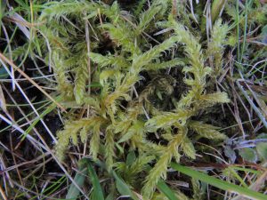 St Kilda Hook-moss, Sanionia orthothecioides