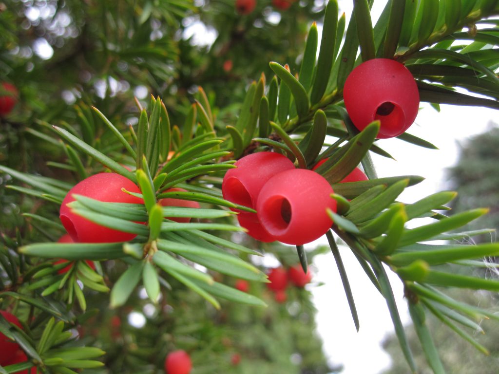 Yew berries showing the distinctive fleshy aril that surrounds a single seed.
