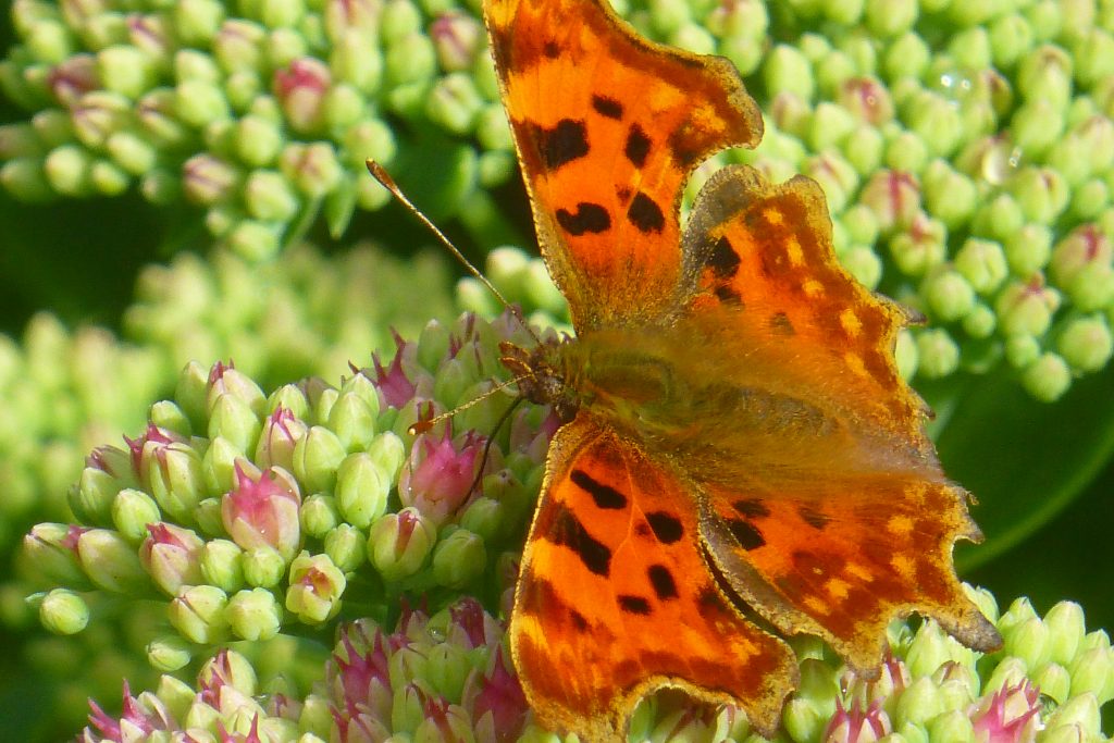 Comma butterfly Polygonia c-album, 2 September 2015. Photo Robert Mill