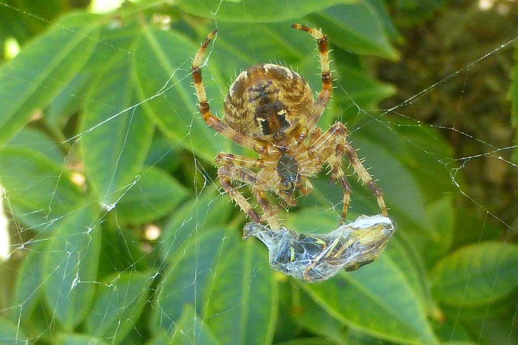 Garden Spider Aranea diademata with wasp prey in silken cocoon, 16 September 2015. Photo Robert Mill.