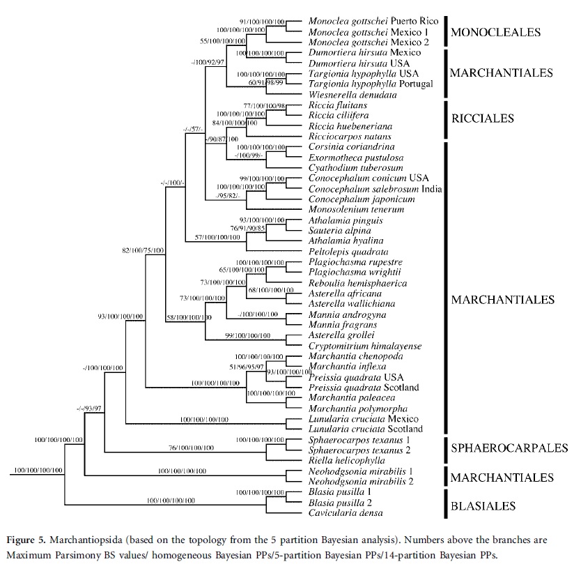 Complex thalloid phylogeny from Forrest et al. 2006