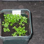Valdivia gayana seedlings, Hughes and Ensoll, 2014.