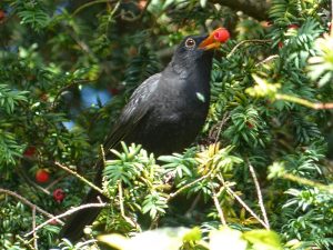 Male blackbird eating berries of common yew Taxus baccata.