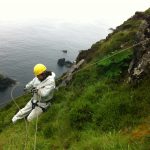 Laying ropes for Giant Rhubarb on sea cliffs and high sea cliffs in Ireland, Smyth et al. 2013.