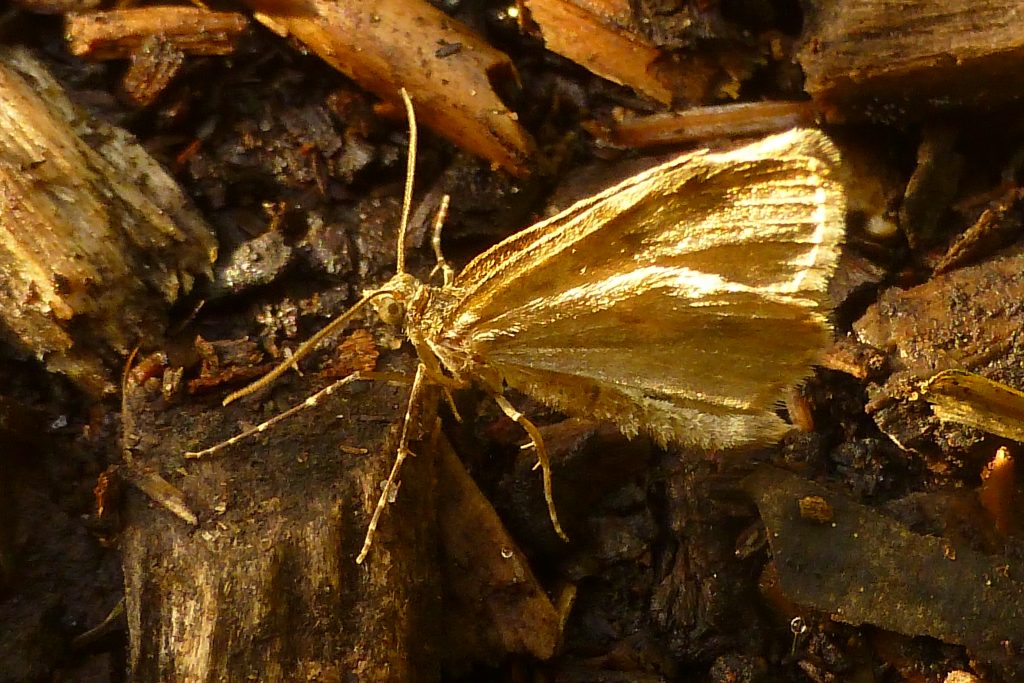 Dingy Shell moth Euchoeca nebulata, 14 October 2015. Photo Robert Mill.