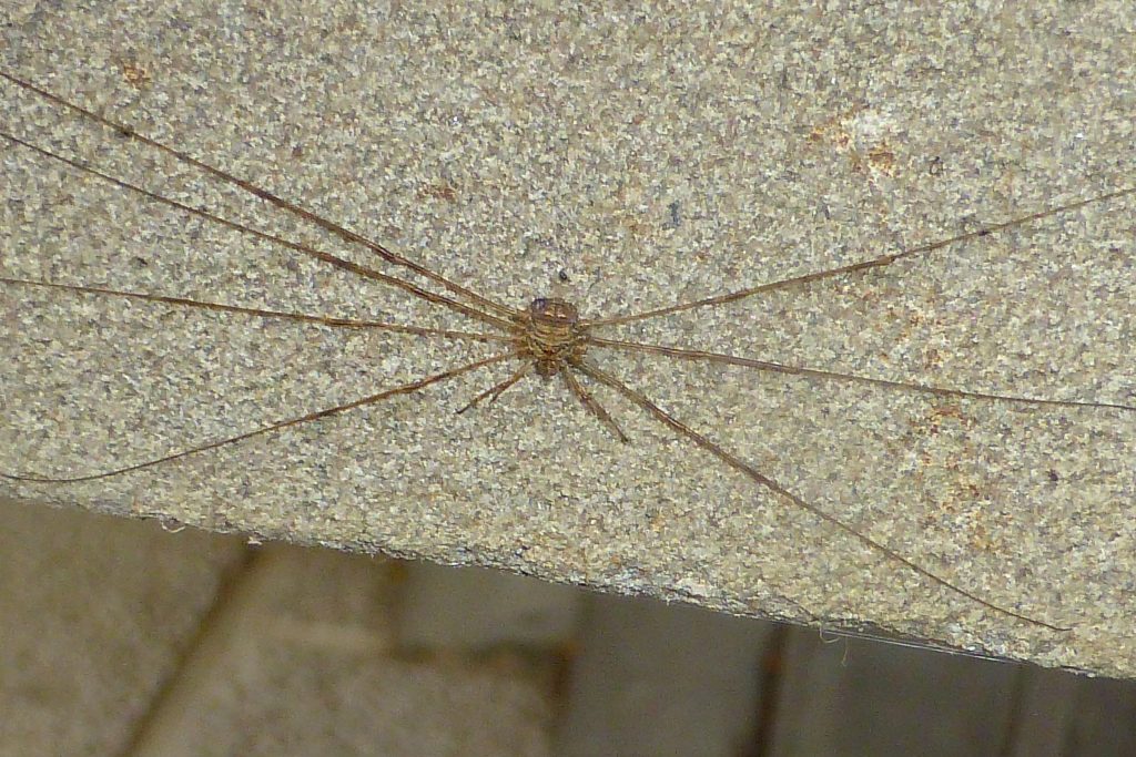 The alien harvestman Dicranopalpus ramosus outside the herbarium, 29 October 2015. Note the apparently forked palpi at the front. Photo Robert Mill.
