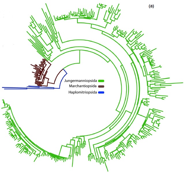 Fig 1a, Villarreal et al. 2015: molecular branch lengths across the liverwort tree of life