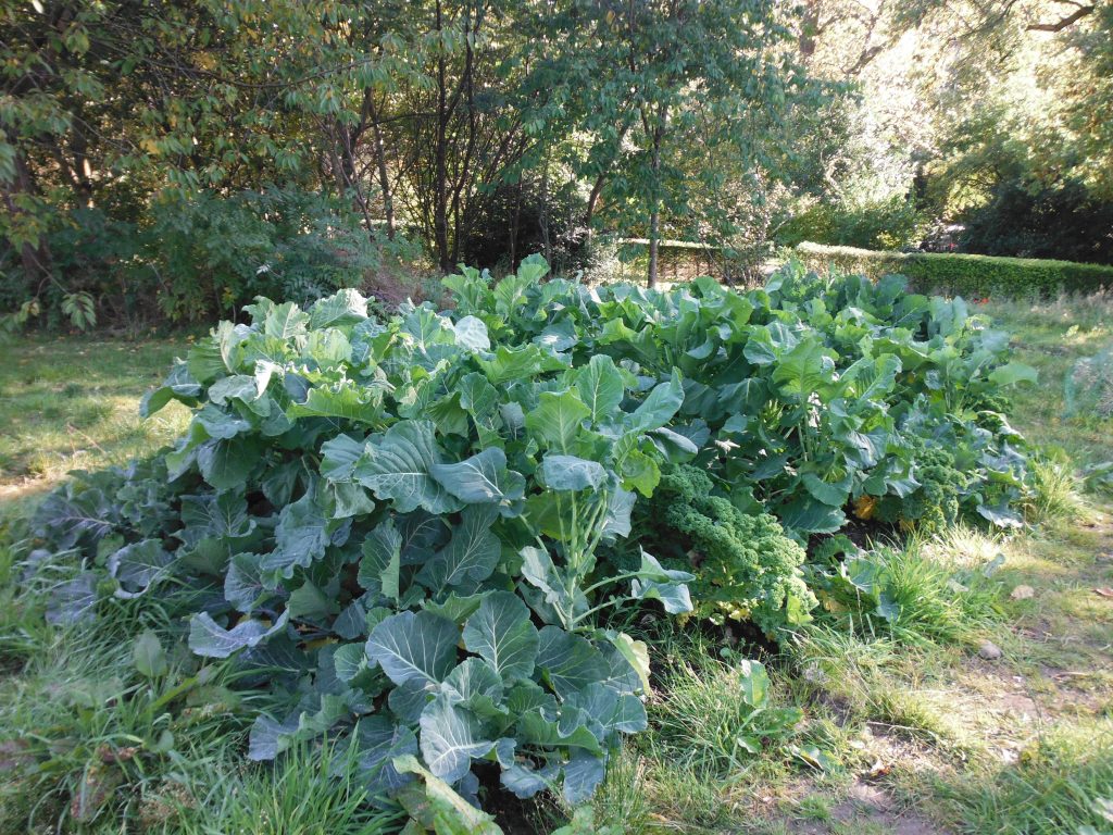 Brassica plots at Glasgow Botanic Gardens in summer 2015.