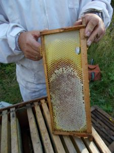 Honey from hives south of e gate lodge 10 9 2015 from Himalayan Balsam flowers Brian Pool