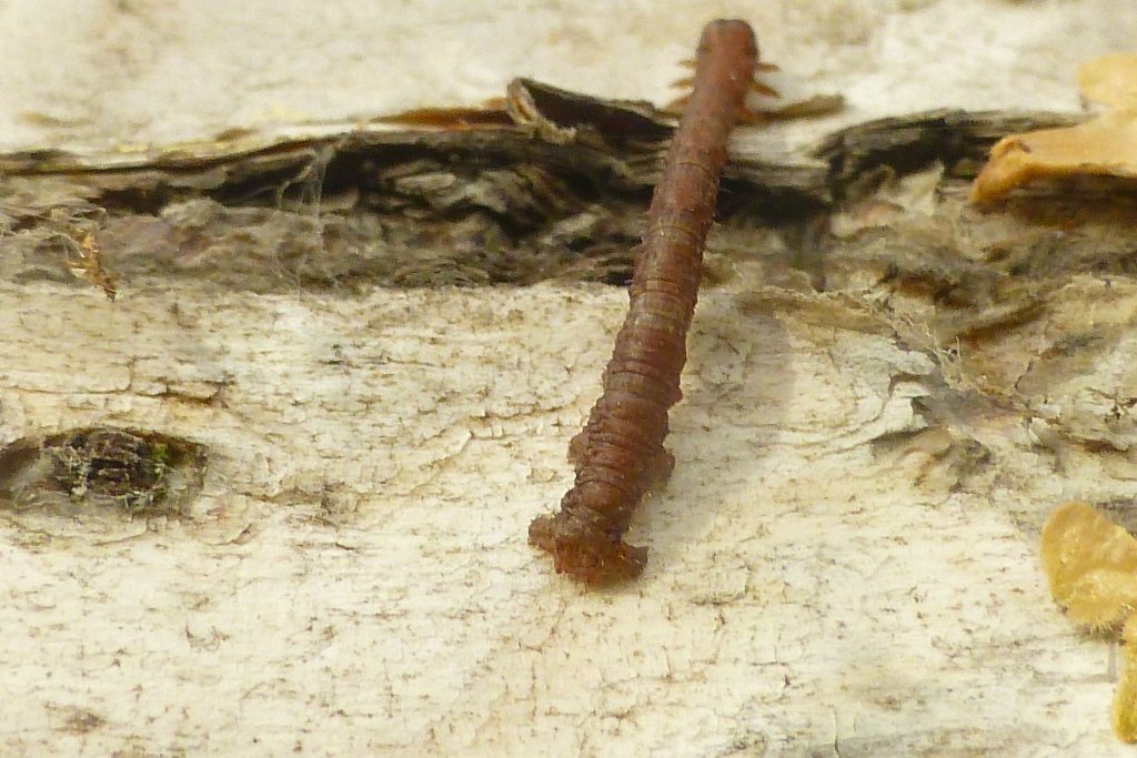 An as yet unidentified moth caterpillar looping up the bark of a birch tree, 6 November 2015. Photo Robert Mill.