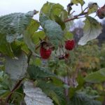 Raspberry 'Autumn Bliss' 