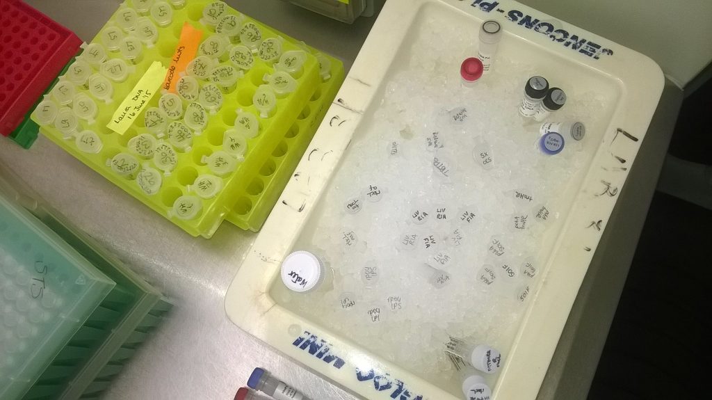 getting ready for PCR - reagents defrosting on ice