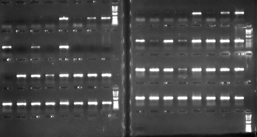 Aneura DNA amplified for psbA-trnH region: left hand side - with CES additive; right hand side - with TBT-PAR additive