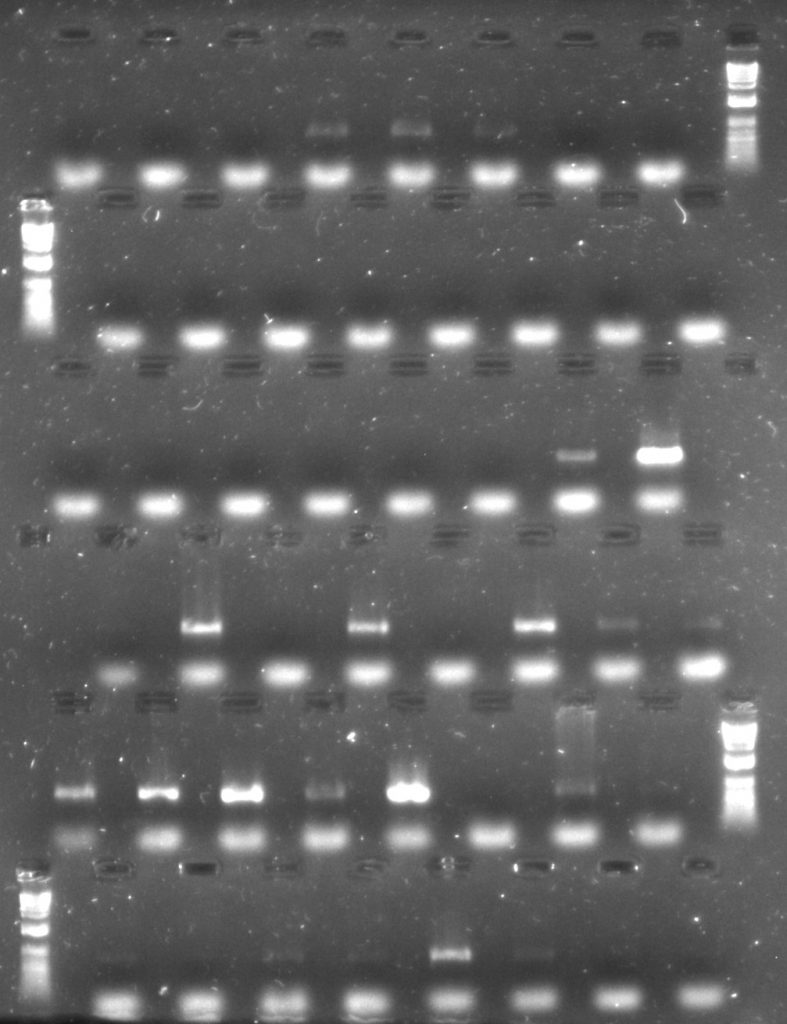 Aneura DNA amplified for rbcL plant barcode region with TBT-PAR additive