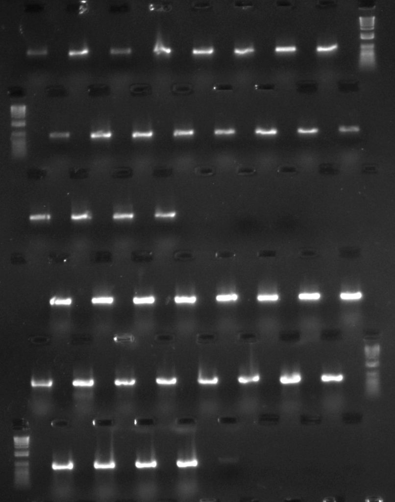 Aneura DNA amplified for rpoC1 region - first two rows with TBT-PAR additive; second two rows with CES additive