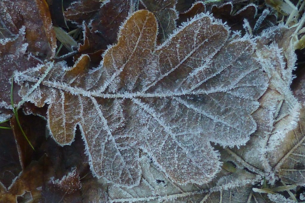 A frosted leaf in the Ecological Meadow, 15 January 2016. Photo Robert Mill.