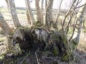 fallen ash regrows mums