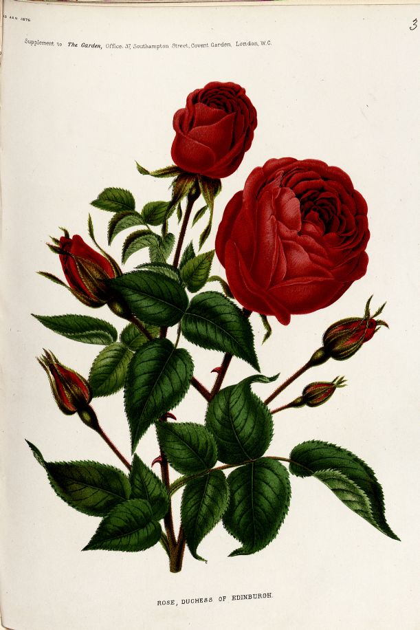Chromolithograph of 'Rose Duchess of Edinburgh' from 'The Garden', 15 January 1876