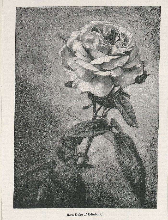 Rose 'Duke of Edinburgh' from 'The Garden' 29 September 1888
