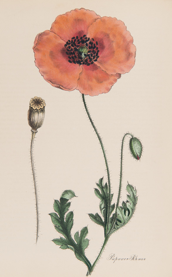 Papaver rhoeas from M.A. Burnett's 'Plantae utiliores; or Illustrations of Useful Plants, employed in the Arts and Medicine', 1842