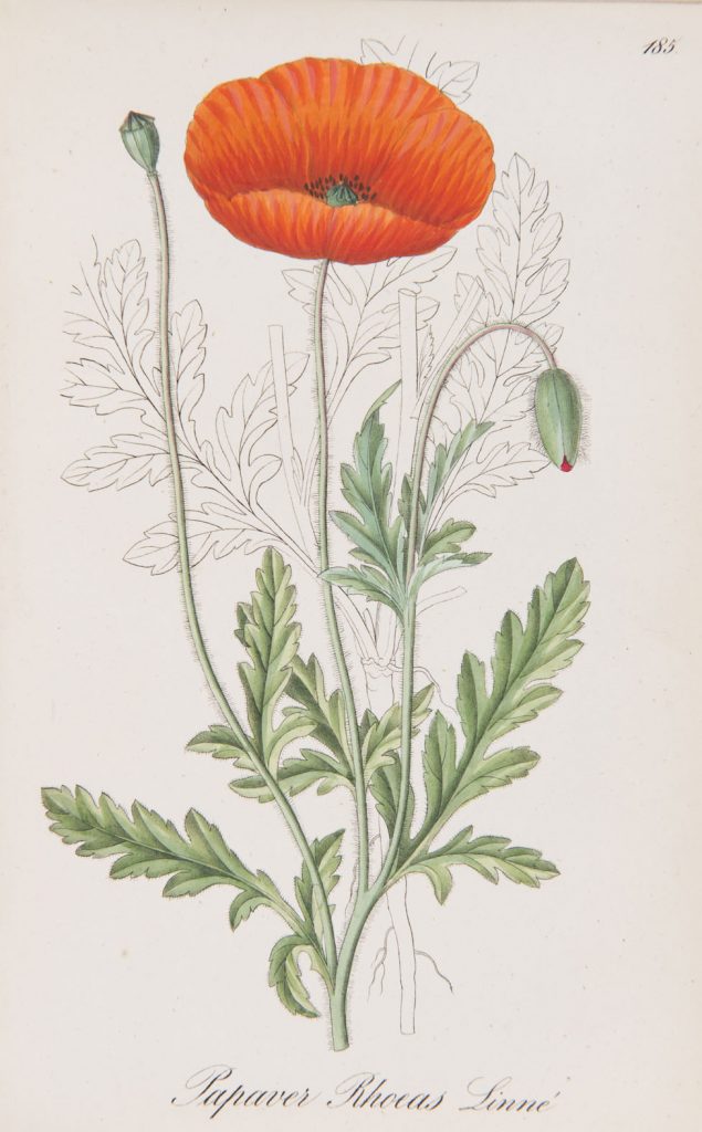 Papaver rhoeas from A. Dietrich's Flora Regni Borussici. III; T.185. Berlin, 1835