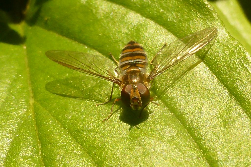 Marmalade Hoverfly (Episyrphus balteatus) on leaf of Omphalodes cappadocica, 24 February 2016. Photo Robert Mill.