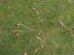 Winter debris on a lawn