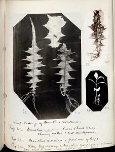 Acanthus montana