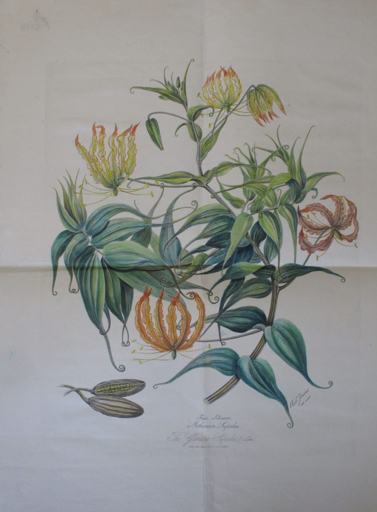 The climbing glory lily Gloriosa superba (Colchicaceae), by A.S. Jervis’