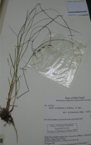 Cellophanne packet on specimen