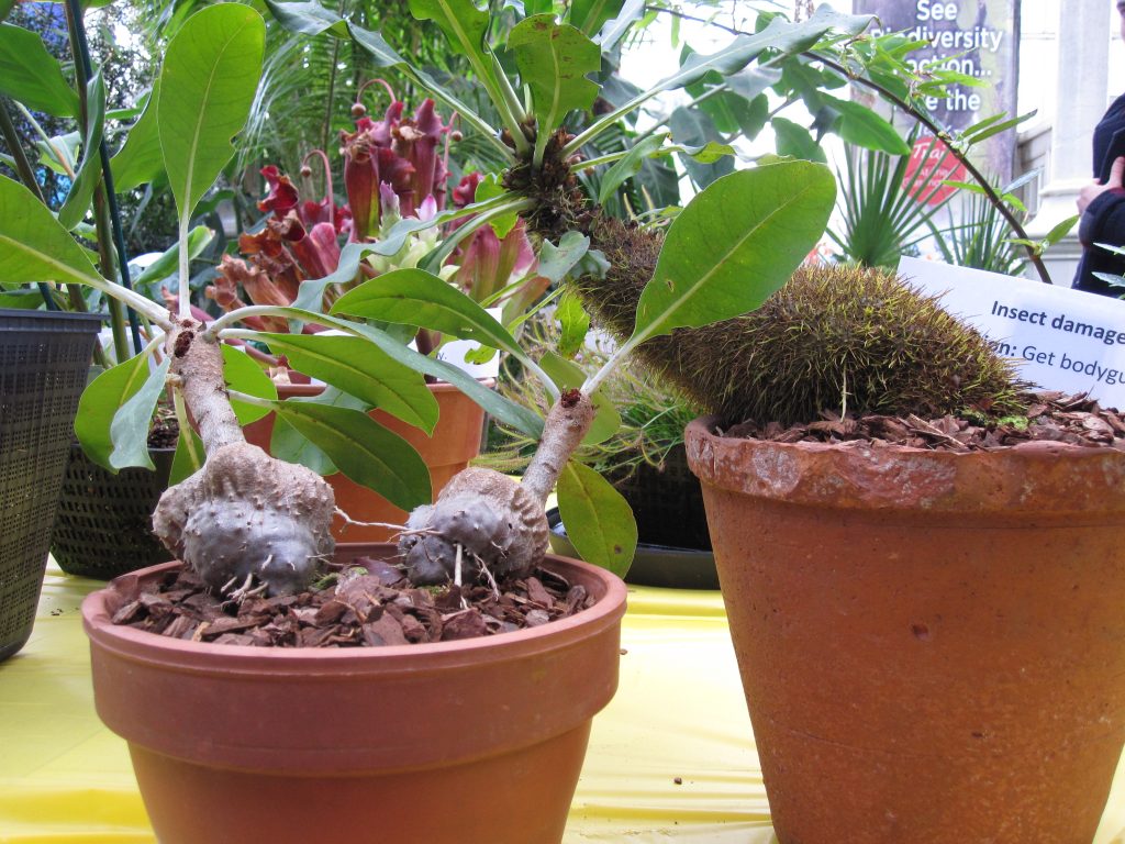 Two species of ant plant on display for Science Festival. The one on the right is Myrmephytum arfakianum and is just coming into flower in time for Science Festival.