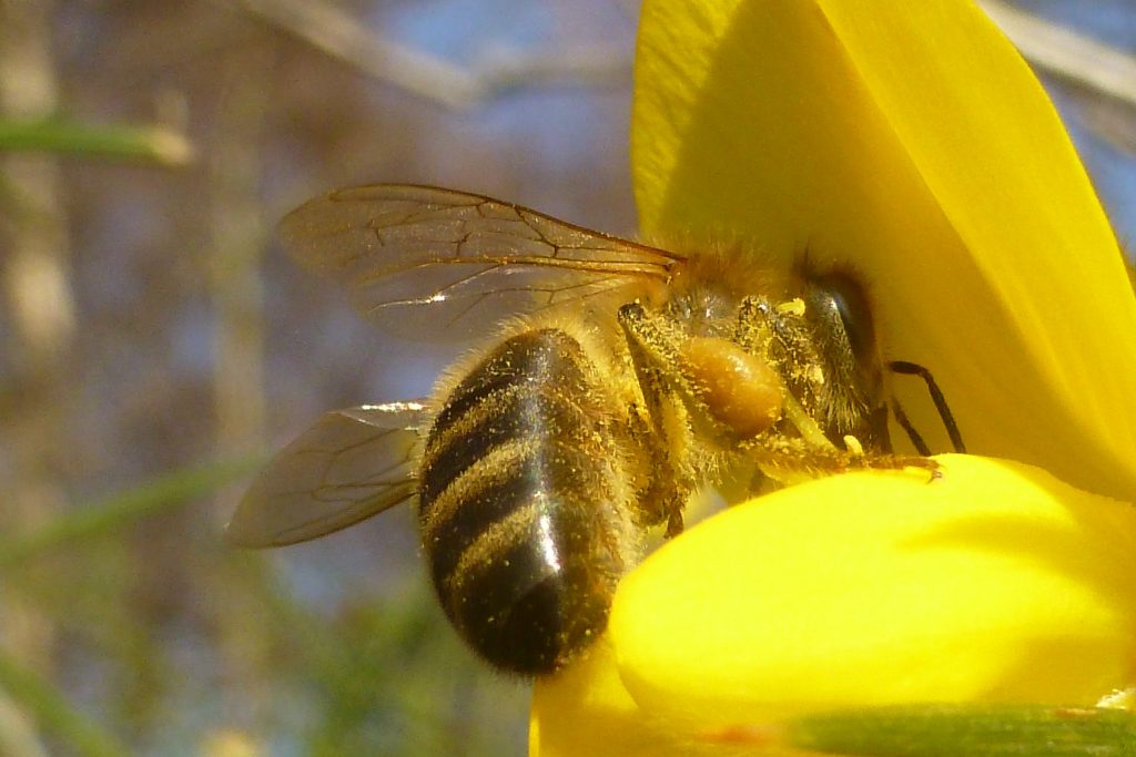 Honey Bee (Apis mellifera) visiting gorse, 14 March 2016. Photo Robert Mill.