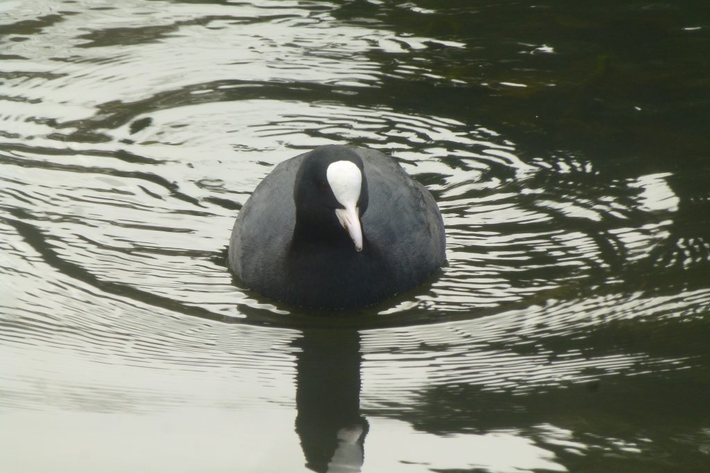 Coot (Fulica atra), main Pond, 16 March 2016. Photo Robert Mill.