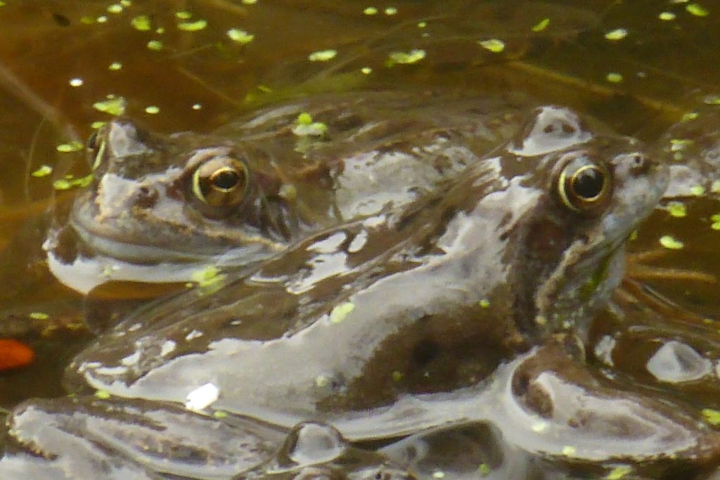 Common Frogs (Rana temporaria) mating at the edge of the lochan, 24 March 2016. Photo Robert Mill.
