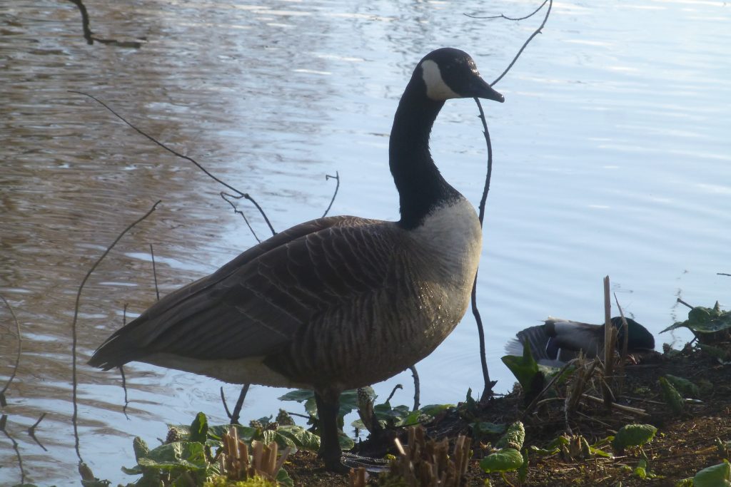 One of two Canada Geese (Branta canadensis) that visited the Pond, 30 March 2016. Photo Robert Mill.