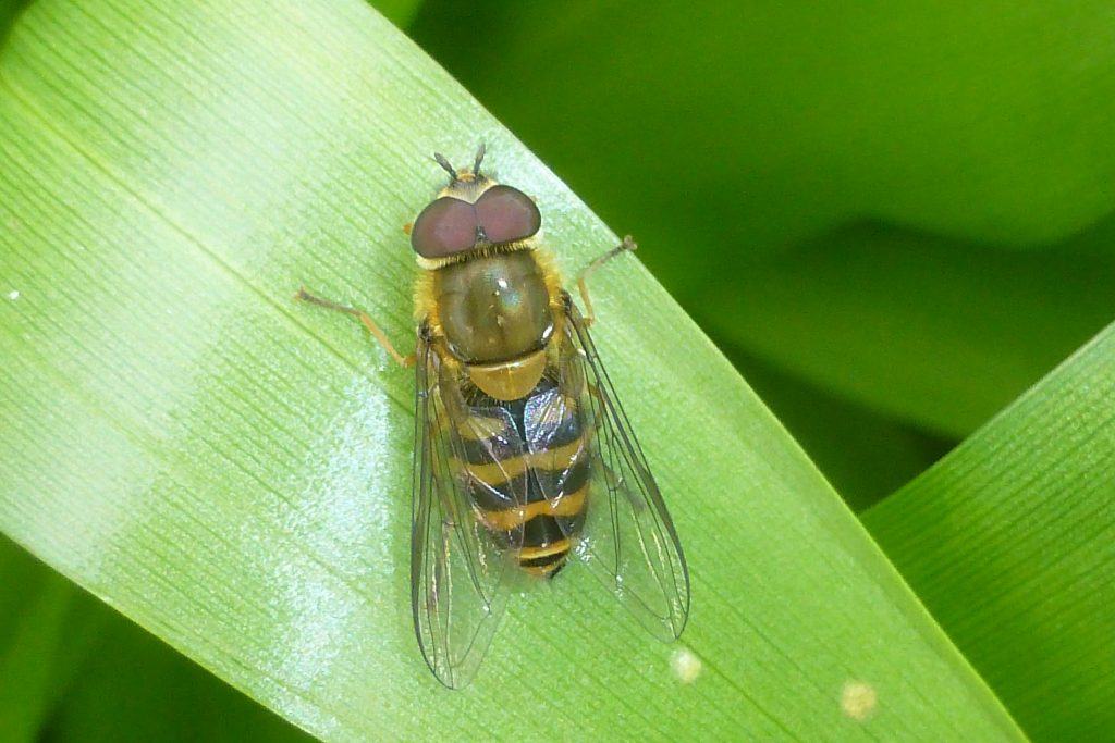 Hoverfly Syrphus torvus on leaf of Colchicum, 31 March 2016. Photo Robert Mill.