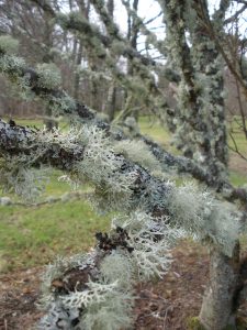 'Bushy' lichens are very sensitive to air pollution and are therefore a sign of good air quality