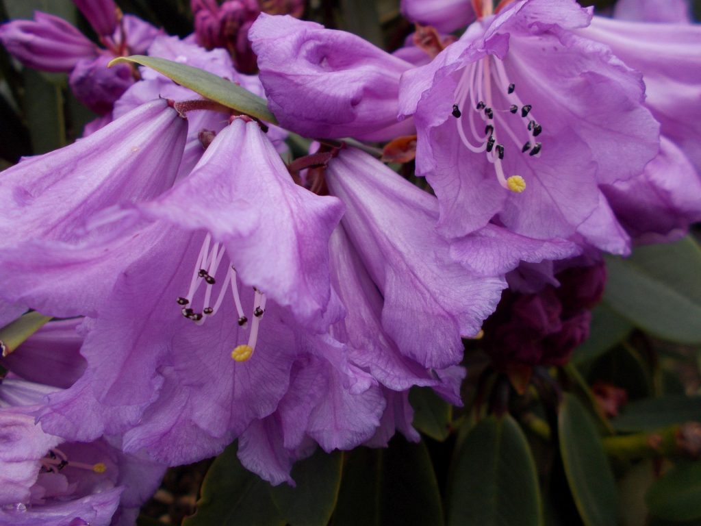 Rhododendron davidii